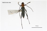 藏品(胸紋刺鬚虎天牛)的圖片